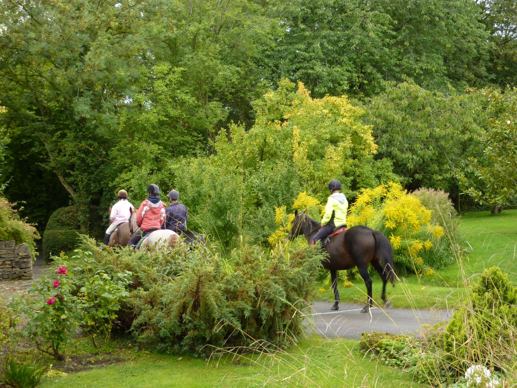 Horses on driveway